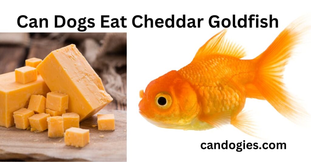 Can Dogs Eat Cheddar Goldfish